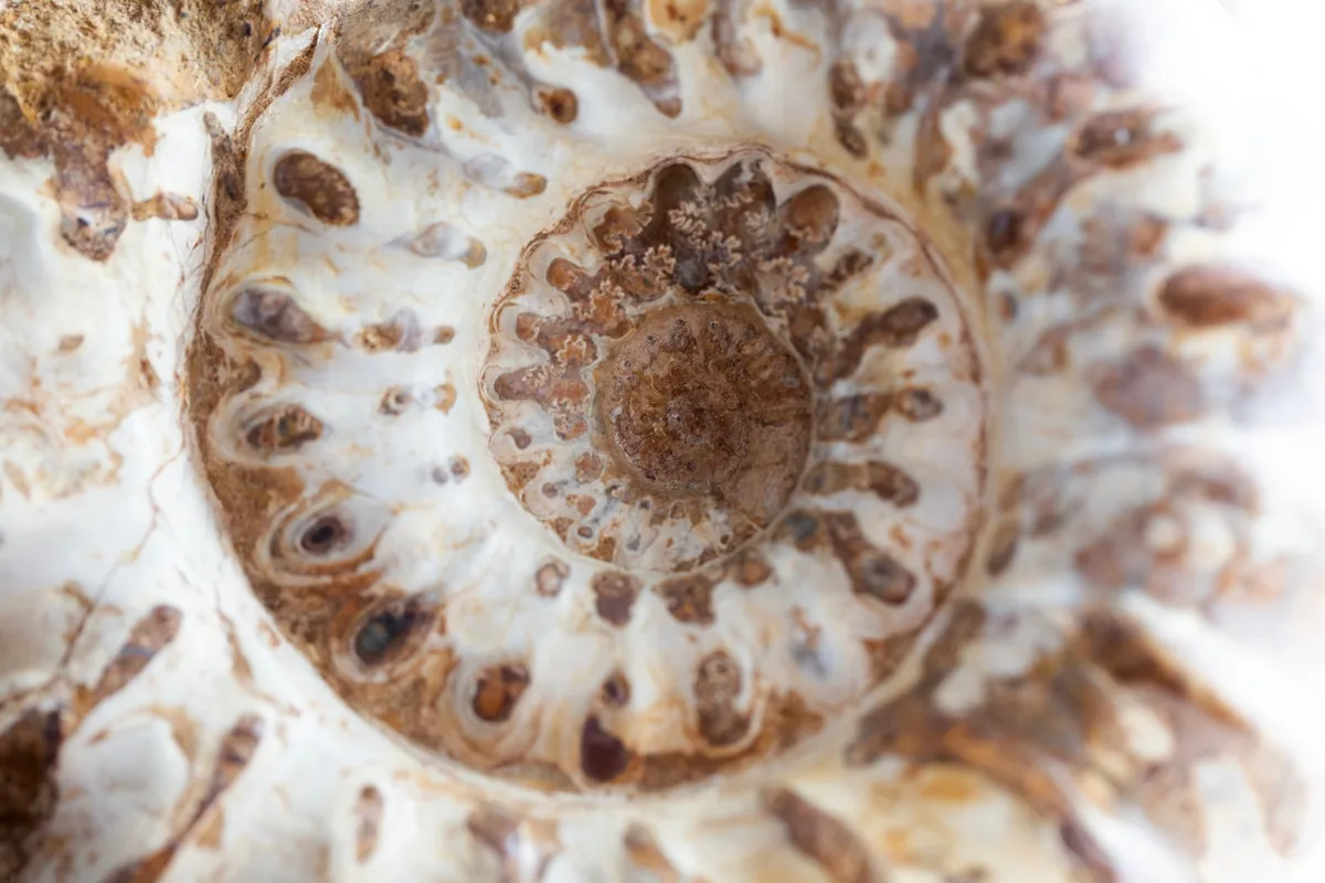 Close-up van een versteende ammoniet met een spiraal