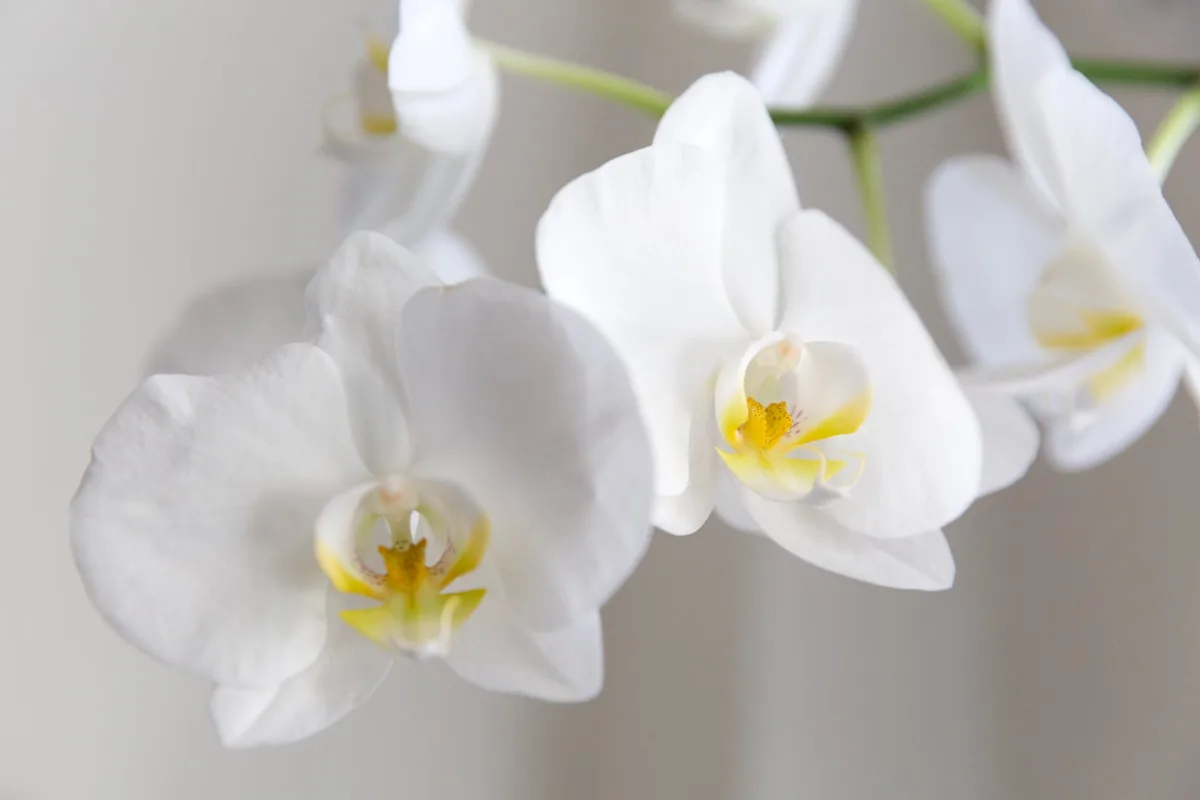 Witte orchideebloemen tegen een lichte muur